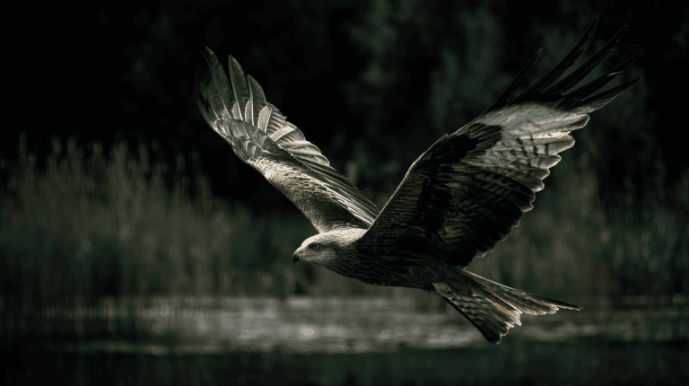 Kahve Falında Kartal Görmek